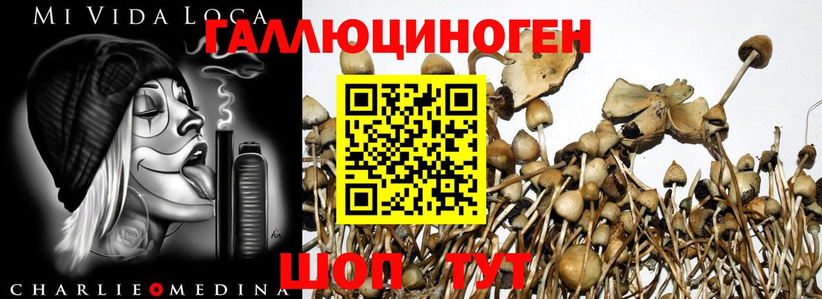 Галлюциногенные грибы Cubensis Городец